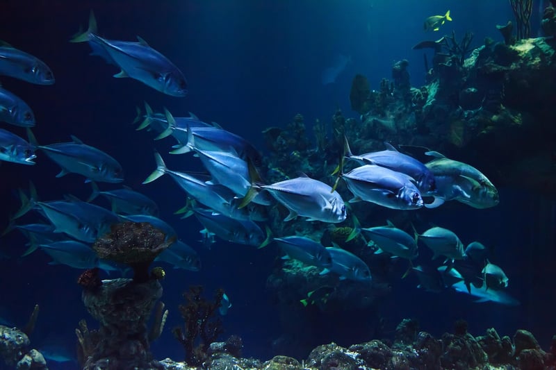 Underwater World